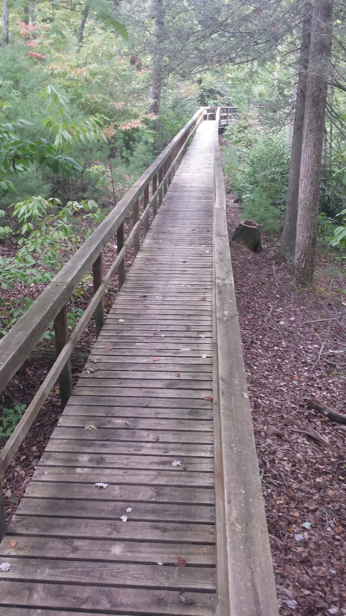 Long wood walkway with handrails built through the woods in Saint Clair